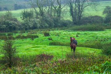 Countryside of Ireland. County Clare  in Ireland. Photographed in 2011.