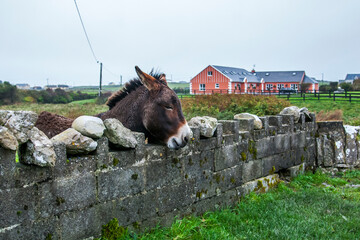 Countryside of Ireland. County Clare  in Ireland. Photographed in 2011.