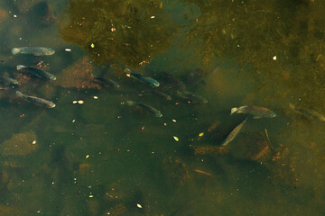 Fototapeta na wymiar School of fish swimming in a lake