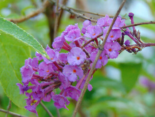 It's Purple Gotta Shoot It