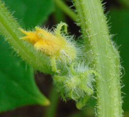 Cucumber's Everywhere. Budding cucumber blossom on the vine, in the garden, around the house.