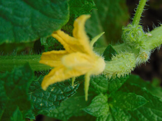 Macro photo of Cucumber blossom in the garden around the house.