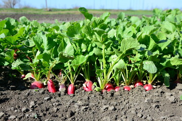 Fresh red radishes with leaves and growing radish plant in the garden