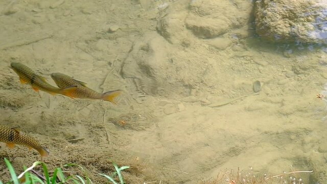 Antimony fish (Neolissochilus stracheyi) in waterfall