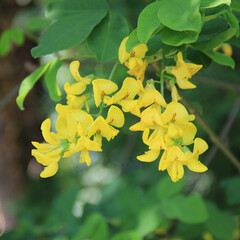 Golden shower tree with yellow flowers on branch. Cassia fistula in bloom in springtime also called...