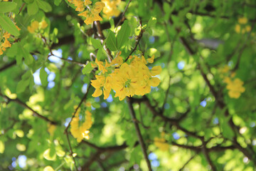 Golden shower tree with yellow flowers on branch. Cassia fistula in bloom in springtime also called purging cassia, Indian laburnum, or pudding-pipe tree
