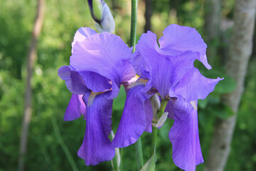 Purple Iris in bloom in the garden on a sunny day. Iris flower on springtime

