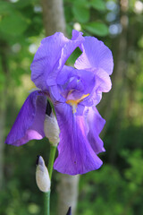 Purple Iris in bloom in the garden on a sunny day. Iris flower on springtime
