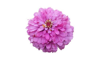 Freshness zinnia isolated blooming on White Background  with clipping path. 