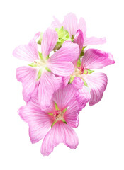 Mallow (Malva) inflorescence with pink large flowers isolated on white.