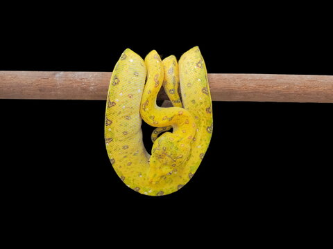 The green tree python (Morelia viridis) resting on dry branch isolated on black background.