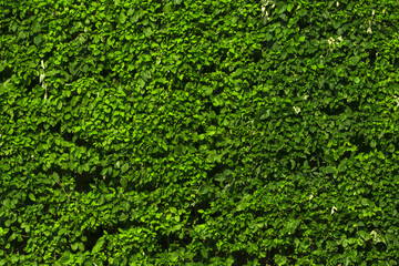 Backdrop of green leaves natural wall. Decoration, garden.  Decorative wall with green leaves.