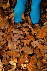 Autumn time. Yellow maple autumn leaves and rubber blue boots  in the autumn forest. September and October.Fall season