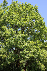 Fototapeta premium Green oak tree against blue sky. Quercus family 
