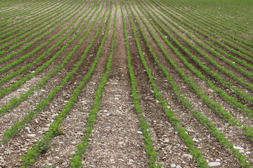 Fototapeta na wymiar Green Soybean plants growing in a row in the field on summer. Soya bean agricultural field 