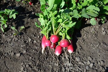 Fresh red radishes with leaves  radish plant in the garden