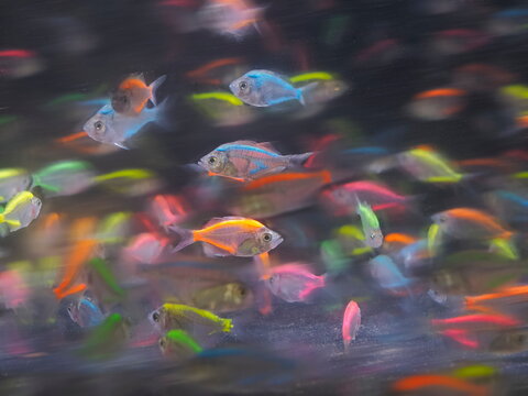 Boesemani rainbowfish (Melanotaenia boesemani) diving in aquarium glass fish tank with many fishes blurred background.