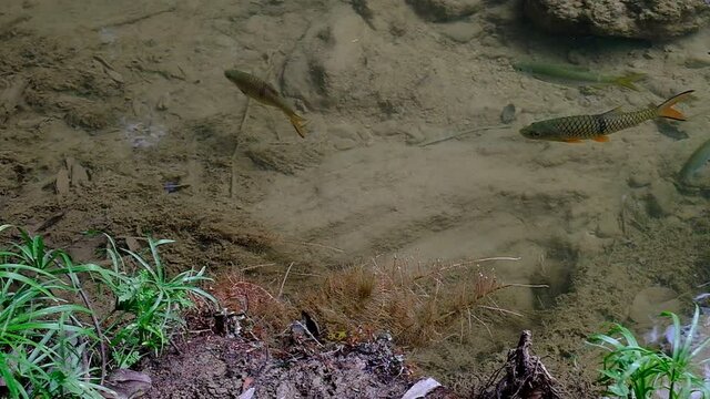 Antimony fish (Neolissochilus stracheyi) in waterfall