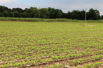 Green Soybean plants growing in a row in the field on summer.  Soya bean agricultural field
