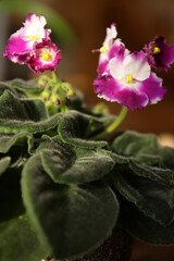 Close up of a violet flower and leaves.