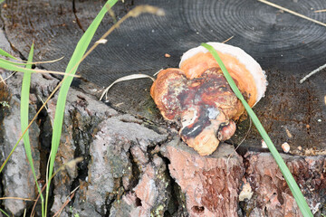 Background. Forest mushroom on a pine stump in the morning sun close-up.