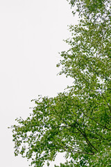Landscape. The branches of birch against the gray sky.