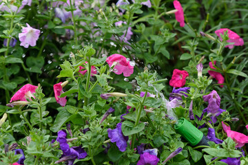 Summer view of a garden bed with beautiful flowers while watering them with a hose with a sprinkler.