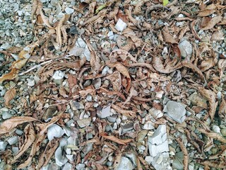 leaves and stones
