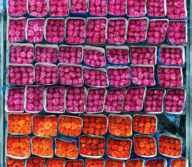 Fuchsia and orange roses packed and ready for export in the region of Tabacundo and Cayambe, north of Quito, Ecuador. The Rose is the national flower of Ecuador.