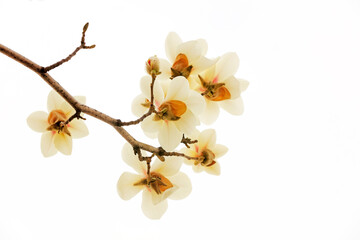 Fototapeta na wymiar Magnolia flower in a white background