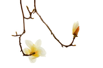 Magnolia flower in a white background