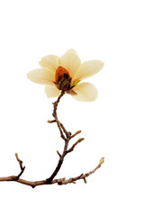 Obraz premium Magnolia flower in a white background