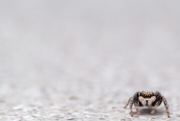 Spider