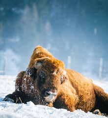 Buffalo