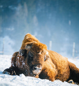 Buffalo
