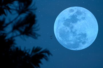 Fototapeta na wymiar Glowing full moon with tree silhouette in the night.