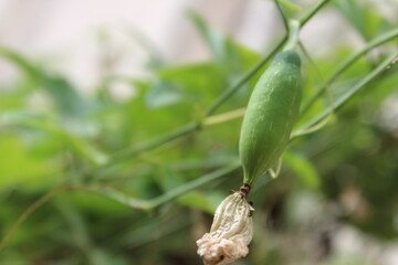 Tinda on green plant
