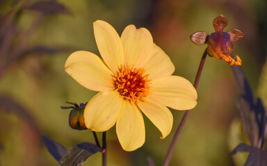 Yellow Dahlia blossom in the late afternoon light.