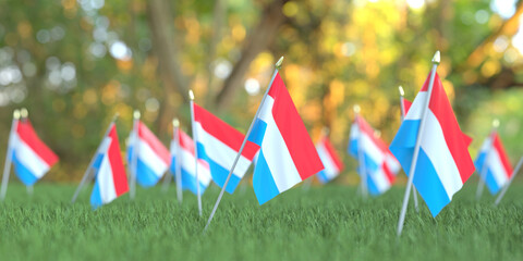 Flags of Luxembourg in the grass. National holiday related 3D rendering