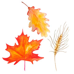 watercolor set of two autumn leaves and ear of wheat