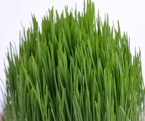 Fototapeta na wymiar novruz grass