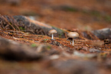 Mushroom in the woods!