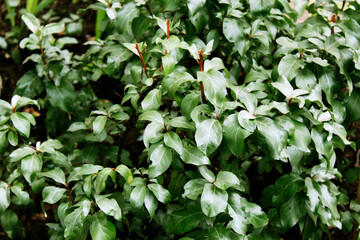 green leaves of a tree