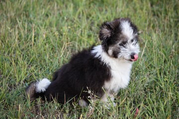 Obraz premium Adorable fluffy puppy in summer walk