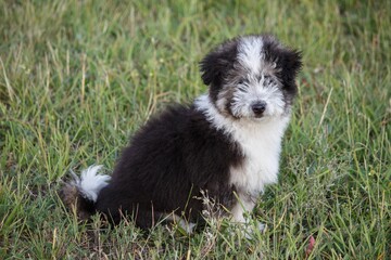 Adorable fluffy puppy in summer walk