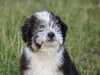 Adorable fluffy puppy in summer walk