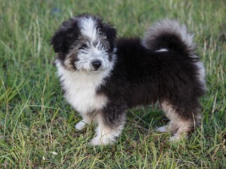 Adorable fluffy puppy in summer walk