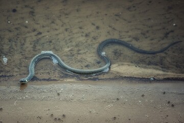 A snake crawling out of the river to the sandy shore