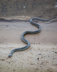 Obraz premium A snake crawling out of the river to the sandy shore