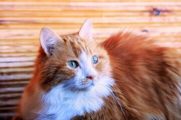 Portrait of beautiful fluffy cat at home